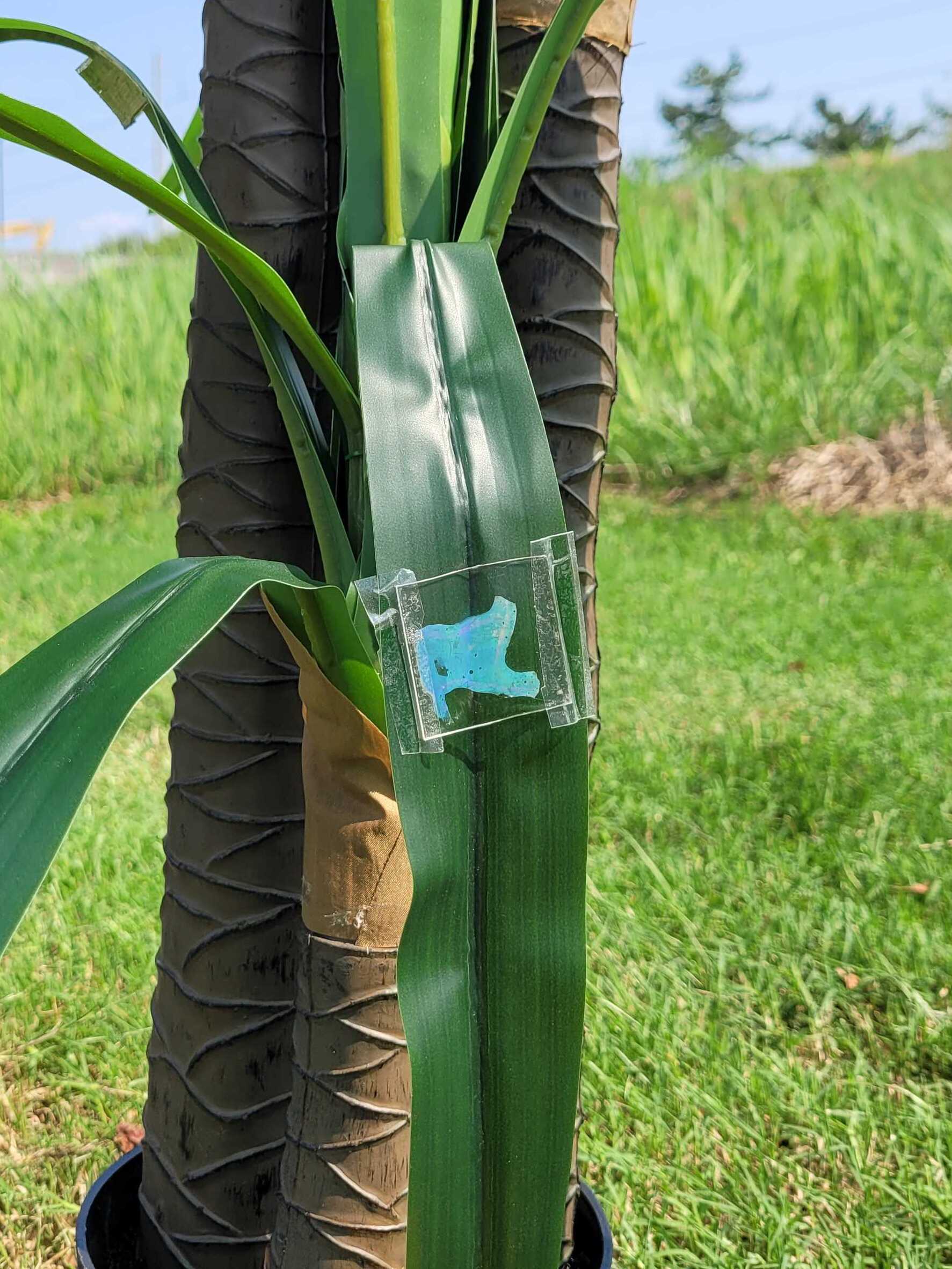 Leaf Sensor